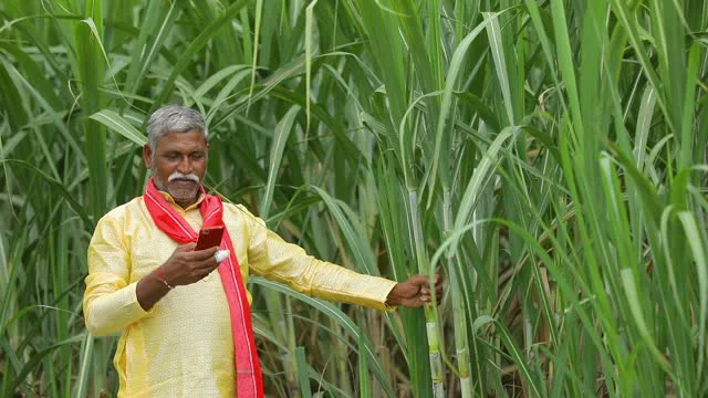Cane Receipt, Bill booking against farmers, Payment System with Loan
                                Management